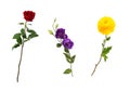 Beautiful floral set vivid red rose, bright yellow chrysanthemum, purple eustoma on stems with green leaves.