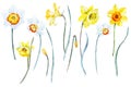 Beautiful floral set with watercolor hand drawn narcissus flowers. Stock illustration. Royalty Free Stock Photo