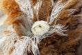 A beautiful floral set of white flower, reeds and feathers in white and brown colors, closeup