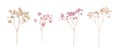 Beautiful floral set with wild dried gypsophila flowers. Stock herbarium illustration. Royalty Free Stock Photo