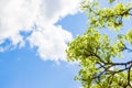 Beautiful floral spring abstract background of nature. Blossoms on the branches of a Maple Tree in the spring with tender blue sky Royalty Free Stock Photo