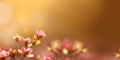 Beautiful floral spring abstract background of nature. Branch of blossoming.