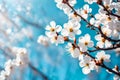 Branches of blossoming apricot macro with soft focus on gentle light blue