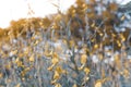 Beautiful floral spring abstract background of nature. Branches of blossoming macro with soft focus on gentle light blur bokeh Royalty Free Stock Photo