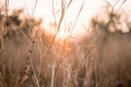 Beautiful floral spring abstract background of nature. Branches of blossoming macro with soft focus on gentle light blur bokeh