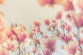 Gorgeous spring summer blooming flowers, inspirational nature background Royalty Free Stock Photo