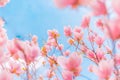 Gorgeous spring summer blooming flowers, inspirational nature background Royalty Free Stock Photo