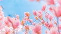 Gorgeous spring summer blooming flowers, inspirational nature background Royalty Free Stock Photo