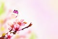 Beautiful floral spring abstract background of nature and butterfly. Branch of blossoming peach on light pink sky background. For