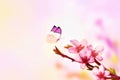 Beautiful floral spring abstract background of nature and butterfly. Branch of blossoming peach on light pink sky background. For