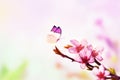 Beautiful floral spring abstract background of nature and butterfly. Branch of blossoming peach on light pink sky background. For