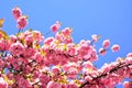 Beautiful floral spring abstract background of nature. Cherry blossom. Sacura cherry-tree. For easter and spring Royalty Free Stock Photo