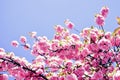 Beautiful floral spring abstract background of nature. Cherry blossom. Sacura cherry-tree. For easter and spring Royalty Free Stock Photo