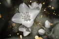 Beautiful floral spring abstract background of nature. Jasmine flower macro with soft focus on gentle light dark golg bokeh backgr