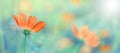 Beautiful floral spring background banner. Cosmos flowers in sunlight. Soft selective focus Royalty Free Stock Photo