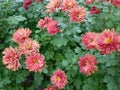 Red-orange chrysanthemum flower close up