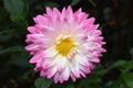 Beautiful floral white and pink Dahlia flower Royalty Free Stock Photo