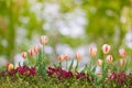 Beautiful floral white and red tulips nature background.