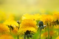 Beautiful floral yellow spring background with dandelion flowers