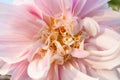 Florid large and small petals of pale pink Dahlia close-up.