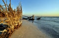 Beautiful Florida Beach with uprooted Trees