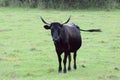 Beautiful Florida Cracker Cattle roaming the fields of Florida