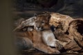 Beautiful Florida panther in the zoo (Puma concolor coryi)