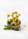 Beautiful floristic arrangement with yellow Winter aconite wildflowers in a glass jar in the snow.