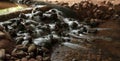 Beautiful flow of water in small stream, long exposure at the Birds valley park in Agadir