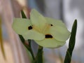 Beautiful flower African iris or fortnight lily (Dietes bicolor) in spring in Israel close-up.