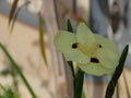 Beautiful flower African iris or fortnight lily (Dietes bicolor) in spring in Israel close-up. Royalty Free Stock Photo