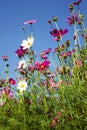 Beautiful flower against blue sky