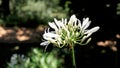 Beautiful flower of Agapanthus africanus also known as lily of the nile, African, blue lily Royalty Free Stock Photo