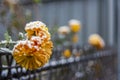 A beautiful flower all shrouded in snow, close-up Royalty Free Stock Photo