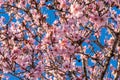 Beautiful flower almond at springtime. Almond tree in full bloom against blue sky in the spring. Beautiful flower background