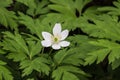 Beautiful flower Anemone sylvestris (Snowdrop)