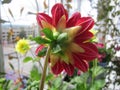 Beautiful flower of annual dahlia on blurred background of small garden on the balcony