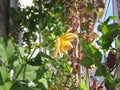 Beautiful flower of annual dahlia in small urban garden on the balcony in sunny summer day