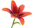 Beautiful flower of asian lily, isolated on white background Royalty Free Stock Photo