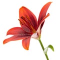 Beautiful flower of asian lily, isolated on white background Royalty Free Stock Photo