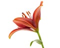 Beautiful flower of asian lily, isolated on white background Royalty Free Stock Photo