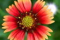 Flower Gaillardia Pulchella