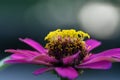 Flower Zinnia Elegans