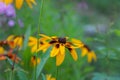 Beautiful flower background. Amazing view of bright orange-Yellow lily flowering in the garden at the middle of sunny summer Royalty Free Stock Photo