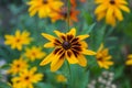 Beautiful flower background. Amazing view of bright orange-Yellow lily flowering in the garden at the middle of sunny summer Royalty Free Stock Photo