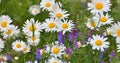 Beautiful flower bed with chamomiles and vicia Royalty Free Stock Photo