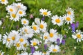 Beautiful flower bed with chamomiles and vicia Royalty Free Stock Photo