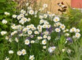 Beautiful flower bed with chamomiles and vicia Royalty Free Stock Photo