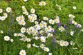 Beautiful flower bed with chamomiles and vicia Royalty Free Stock Photo