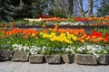 Beautiful flower bed of different spring flowers, tulips, daisies, muscari. Spring flowers in the garden Royalty Free Stock Photo